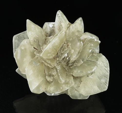 Sádrovcové růže (Sádrovce)