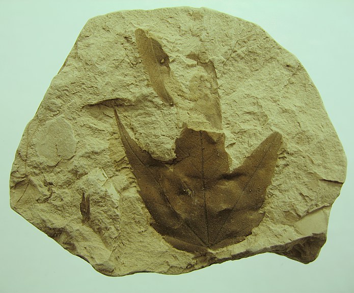 Acer tricuspidatum