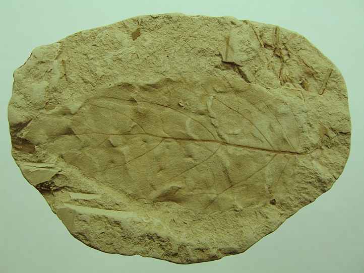 Alnus julianeformis