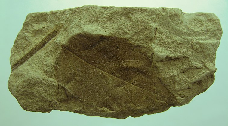 Alnus julianeformis