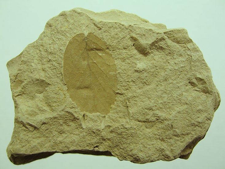 Alnus julianeformis