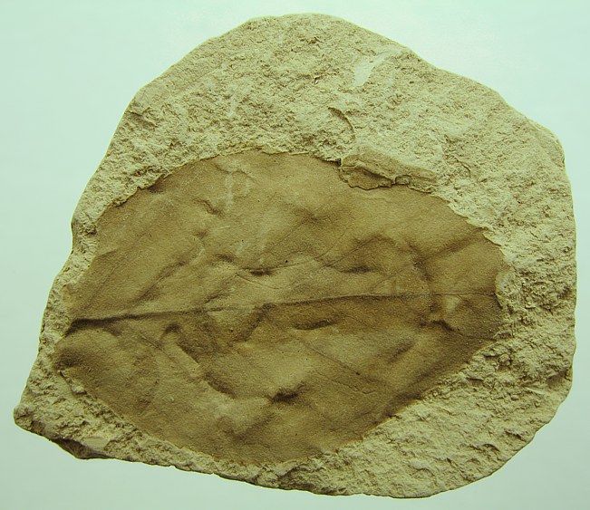 Alnus julianeformis