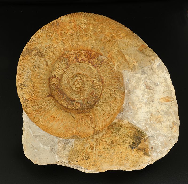 Perisphinctes sp.