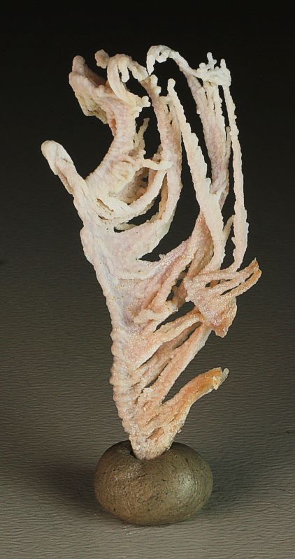 Chalcedon