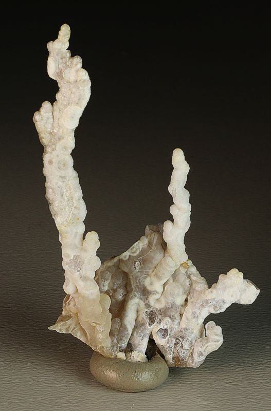 Chalcedon