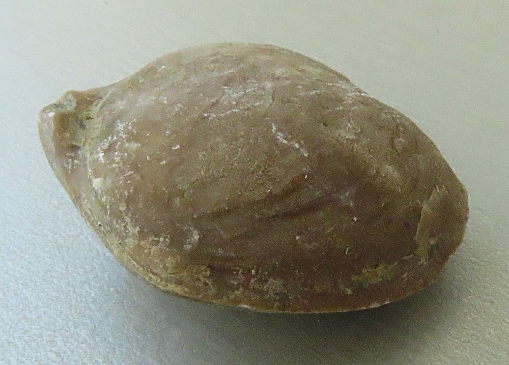 Coenothyris vulgaris (Schlotheim, 1820)