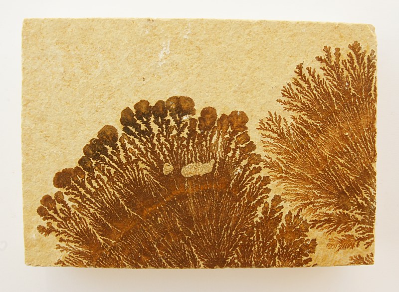 Dendrite slab M