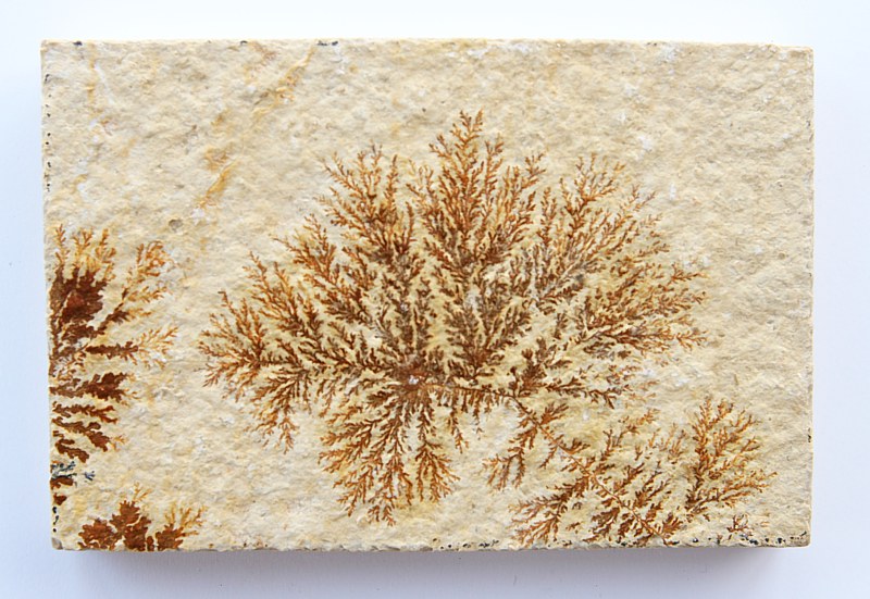 Dendrite slab XS