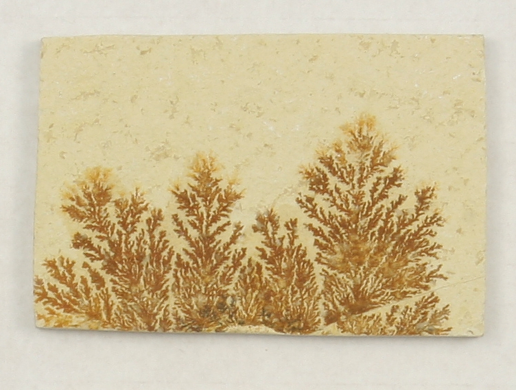 Dendrite slab XS