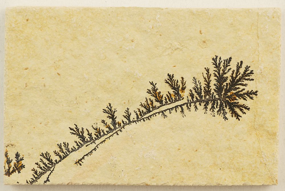 Dendrite slab XS