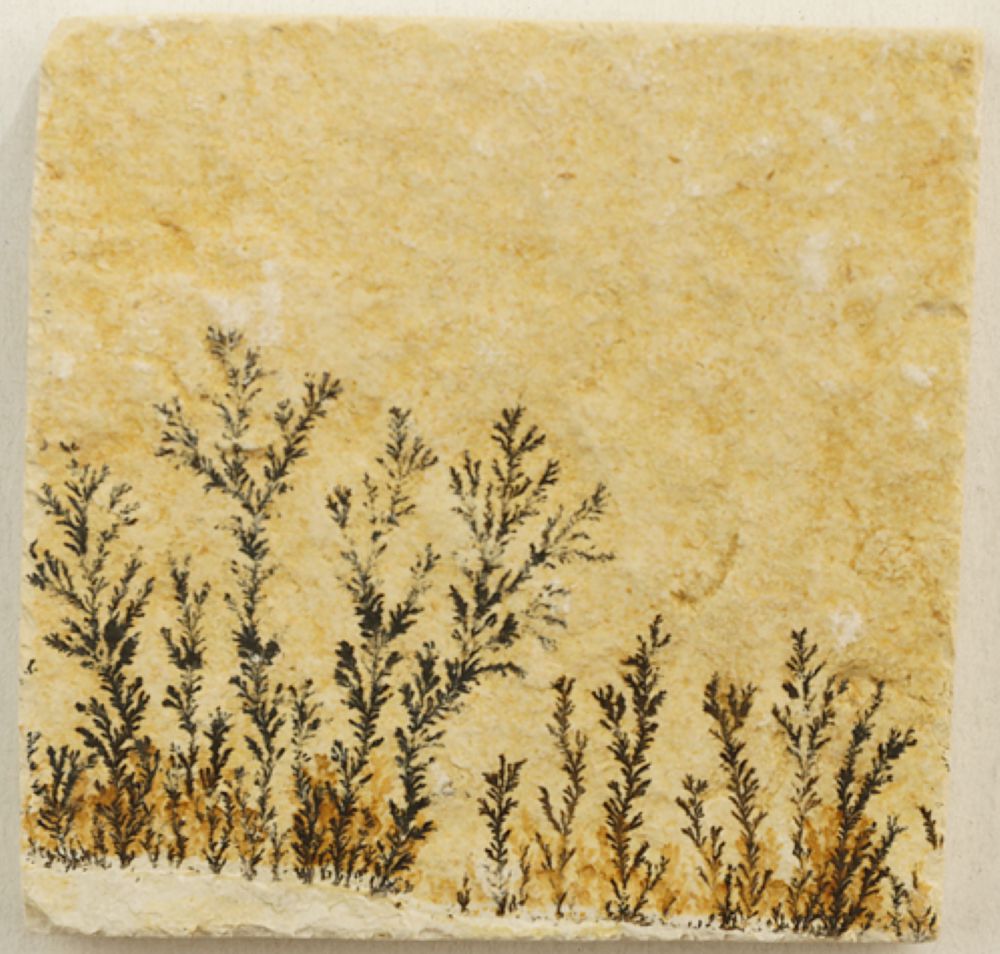 Dendrite slab XXS