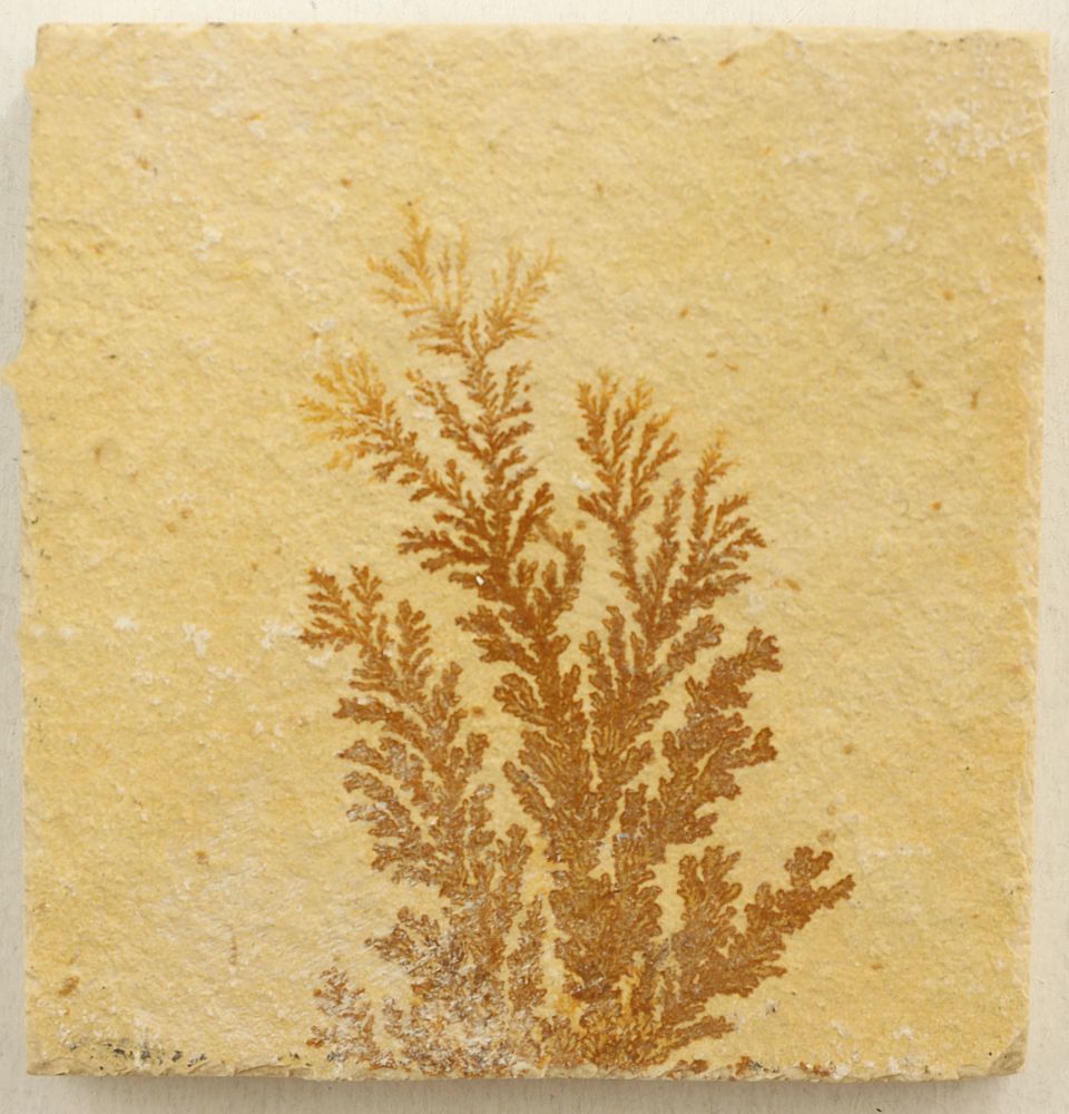 Dendritenplatte XXS