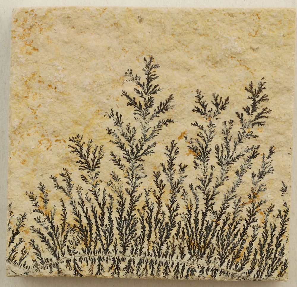 Dendrite slab XXS