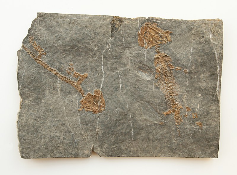 Discosauriscus pulcherrimus (Frič, 1879)