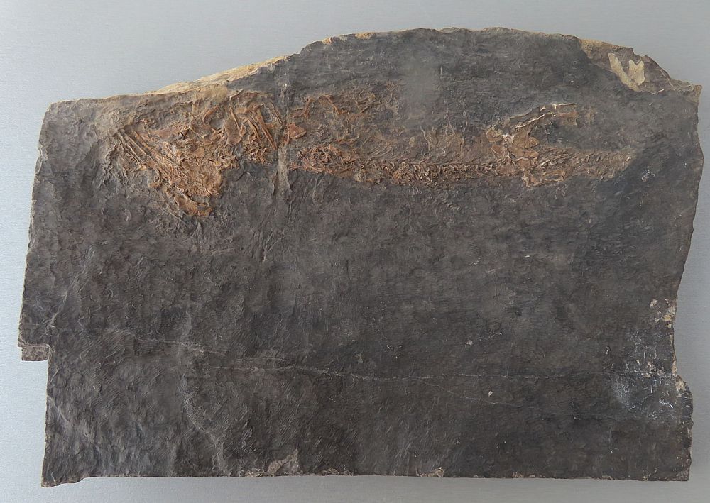 Discosauriscus pulcherrimus (Frič, 1879)