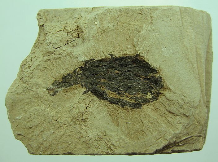 Glyptostrobus europeus