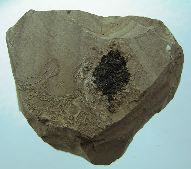 Glyptostrobus europeus
