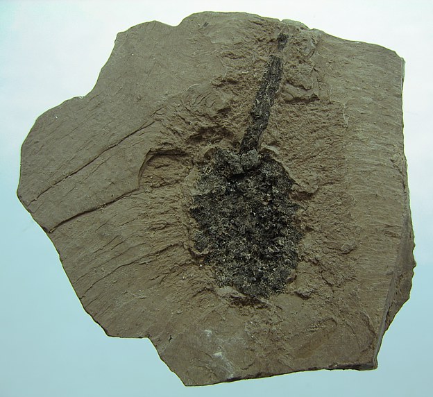 Glyptostrobus europeus