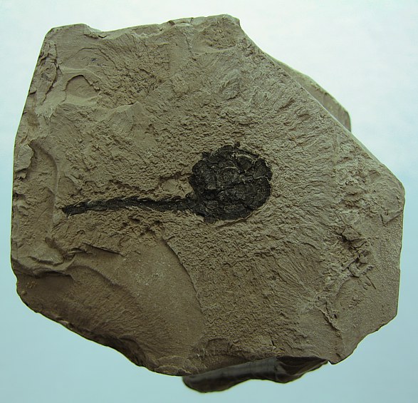 Glyptostrobus europeus