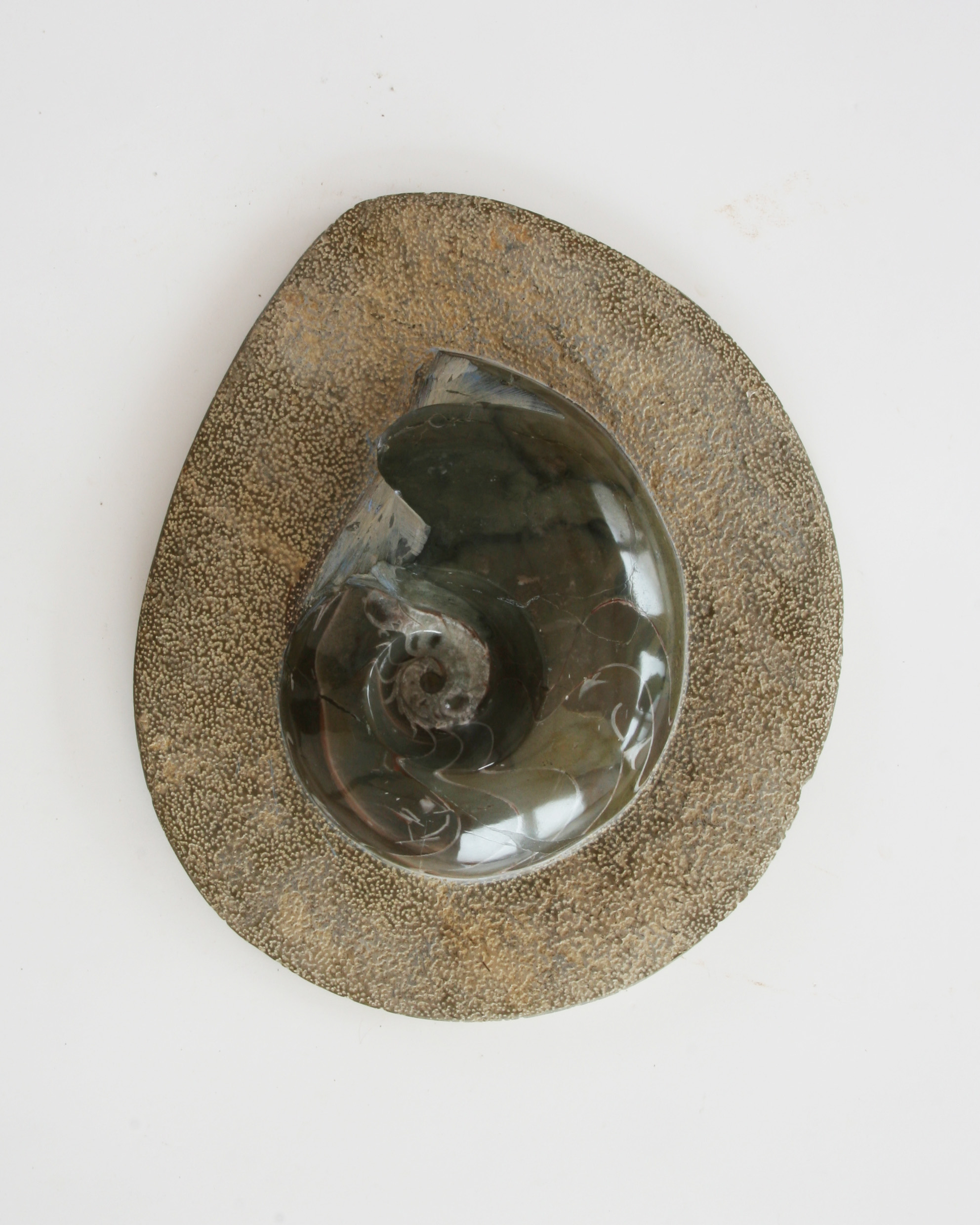 Goniatite plate