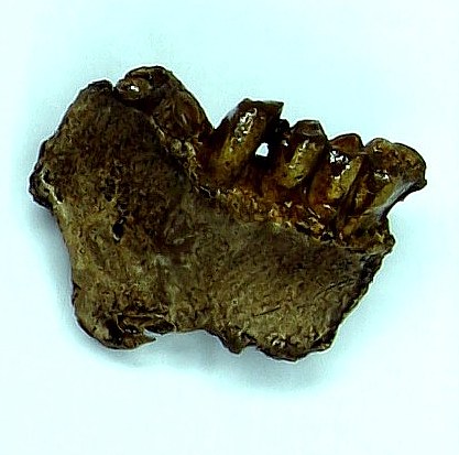 Homo neanderthalensis, Oberkiefer (Maxilla) (replica)