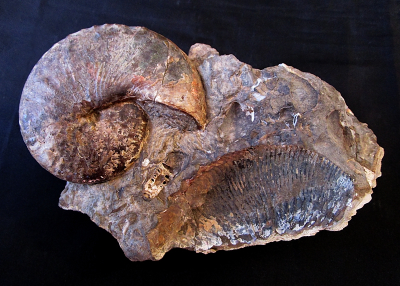 Hoploscaphites nicolleti