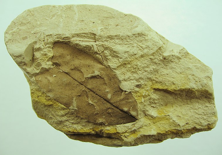 Laurophyllum sp.