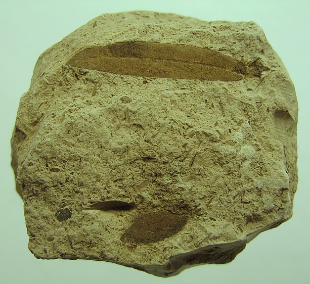 Laurophyllum sp.