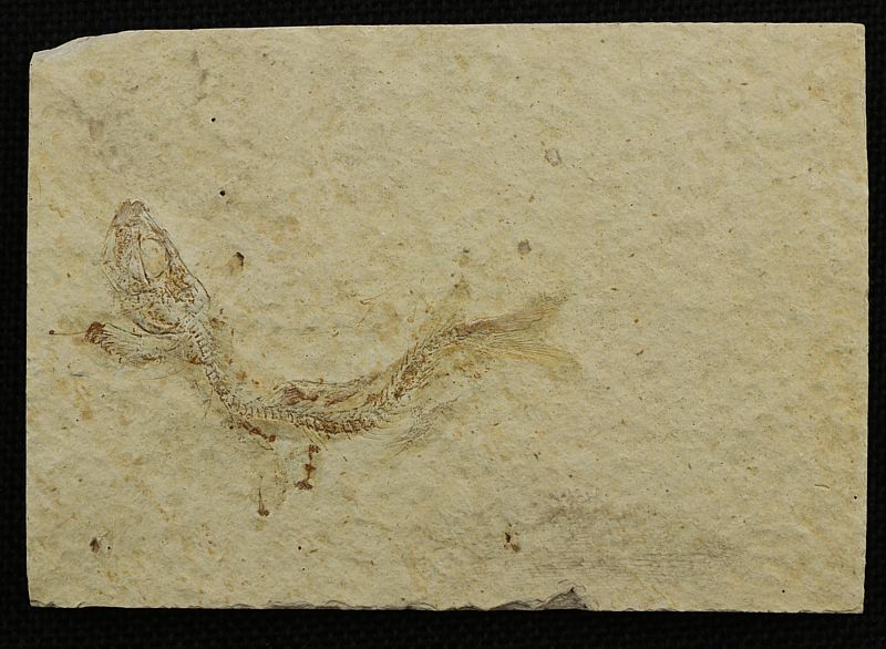 Leptolepides sprattiformis