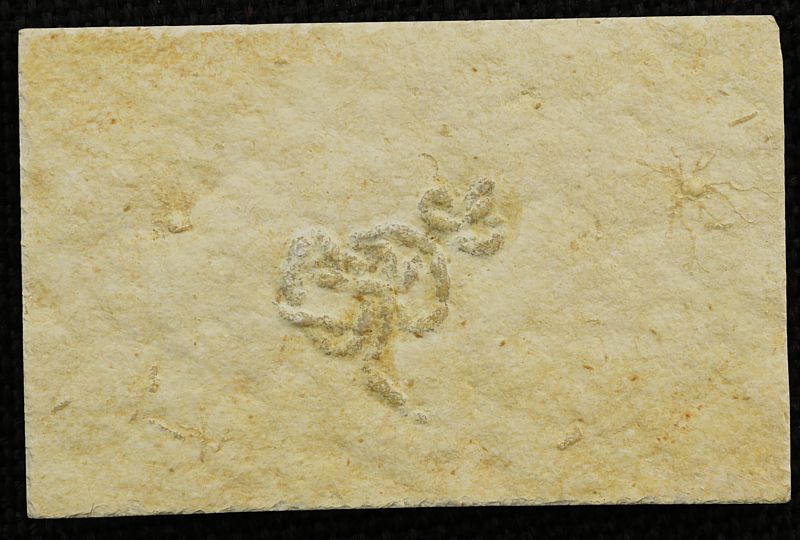 Lumbricaria and Saccocoma tenella