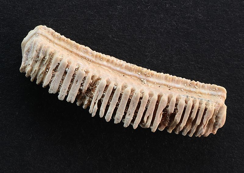 Myliobatis dixoni (Agassiz, 1843)
