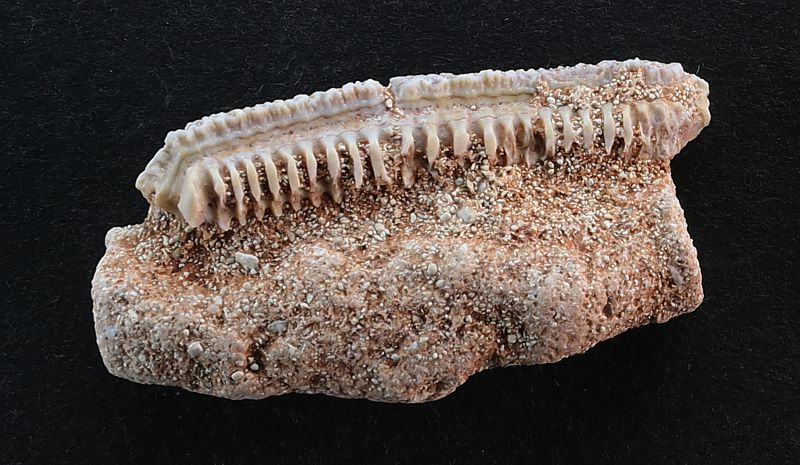 Myliobatis dixoni (Agassiz, 1843)