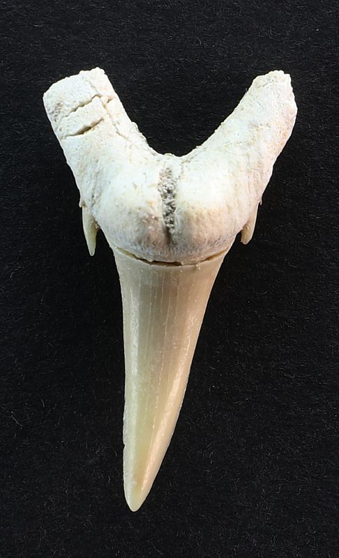 Odontaspis winkleri (Leriche, 1905)