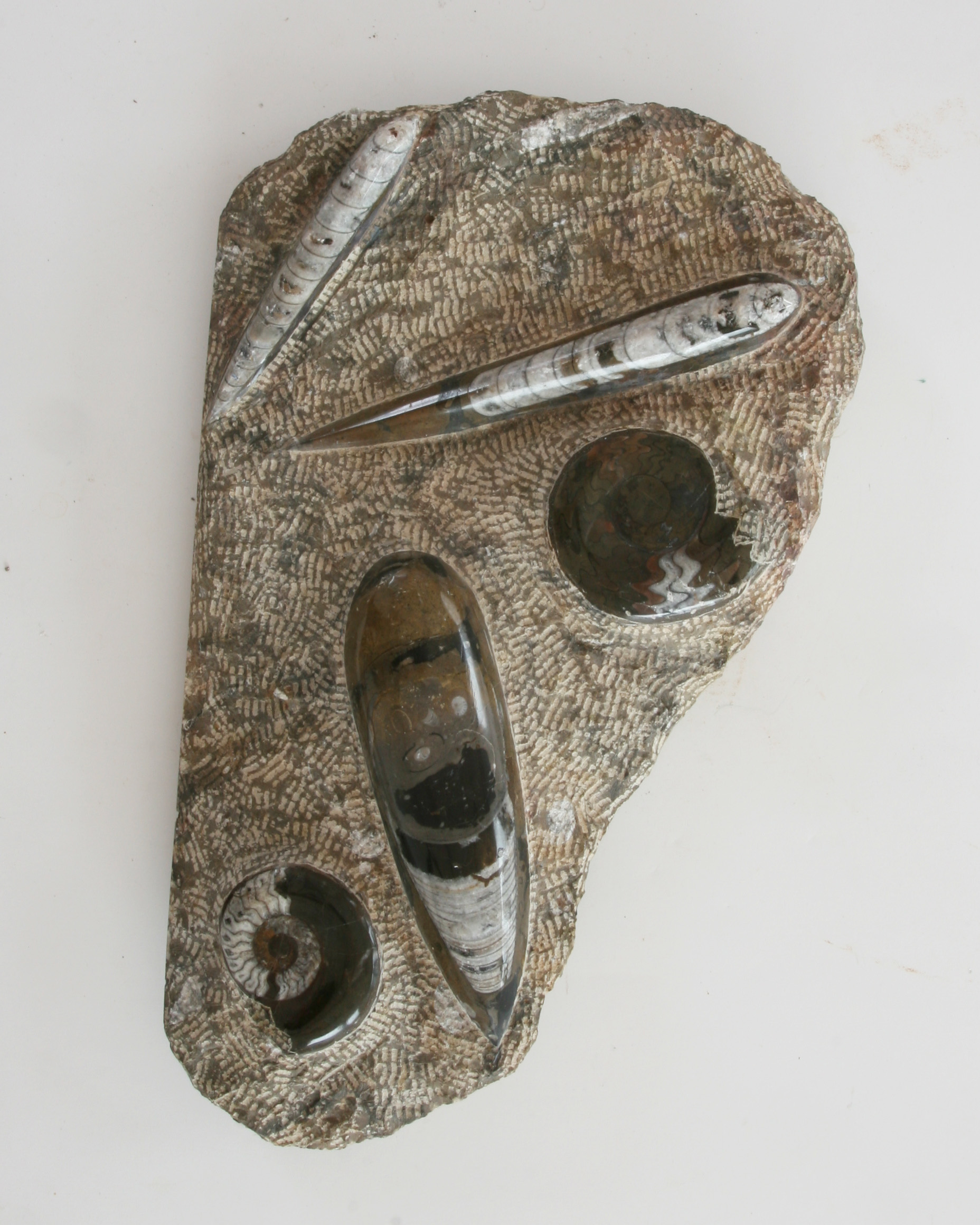 Orthoceras-Goniatite-plate