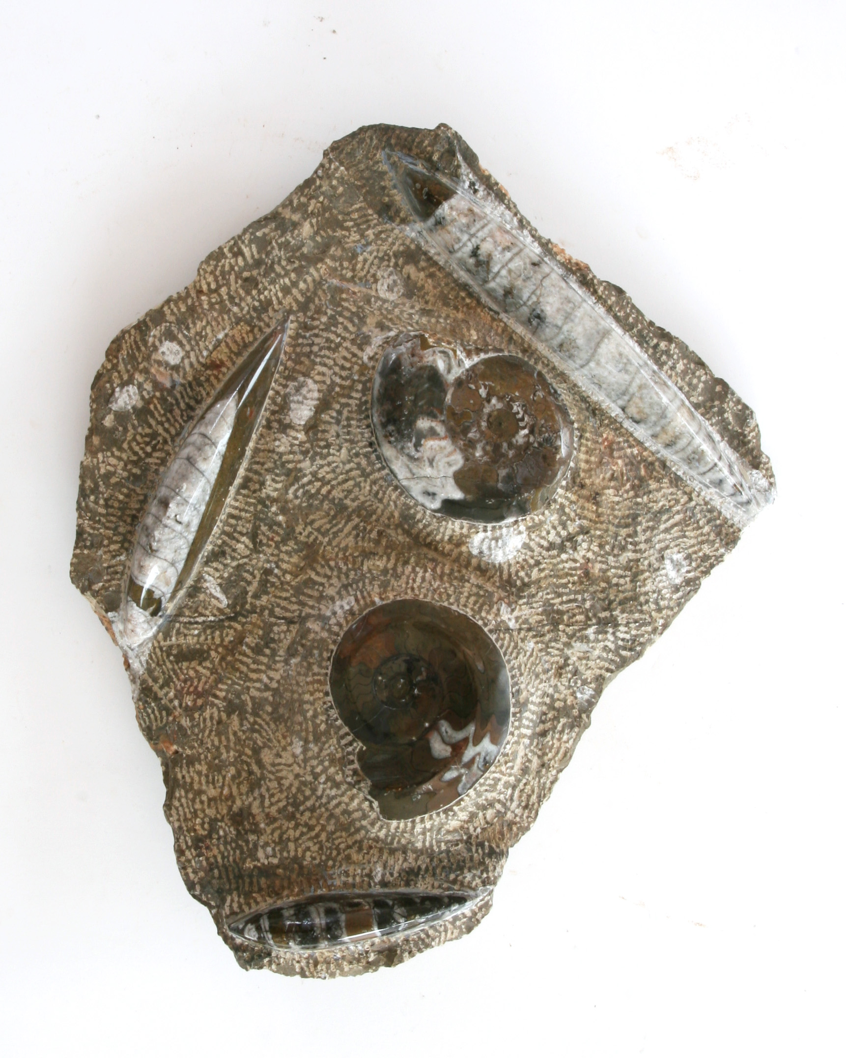 Orthoceras-Goniatite-plate