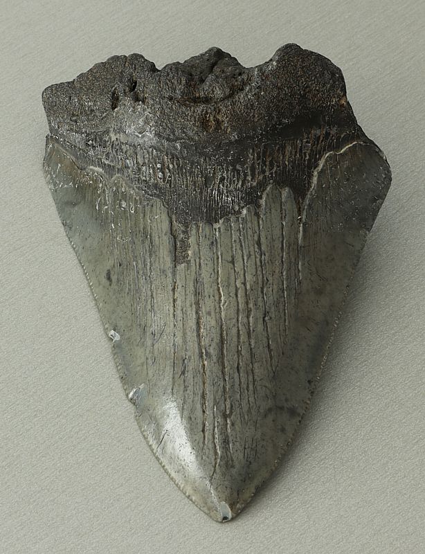 Otodus (Carcharocles) megalodon