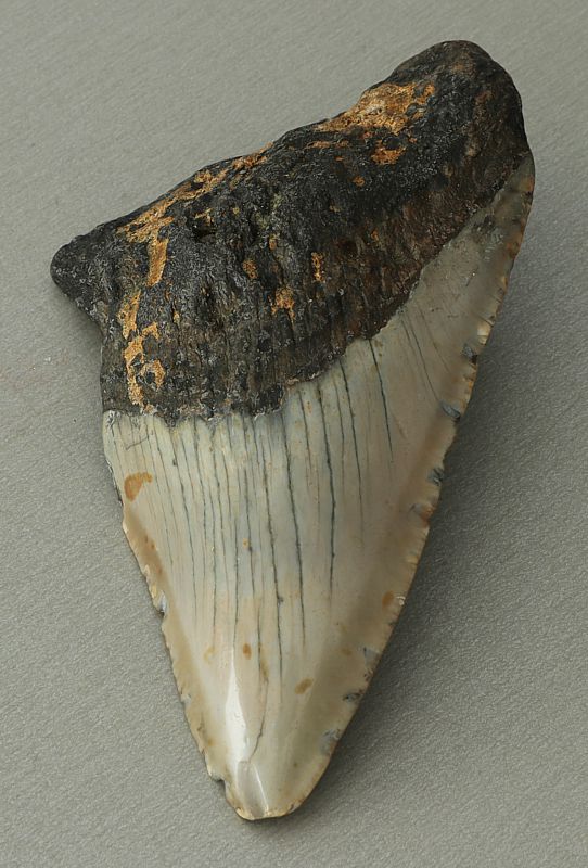 Otodus (Carcharocles) megalodon