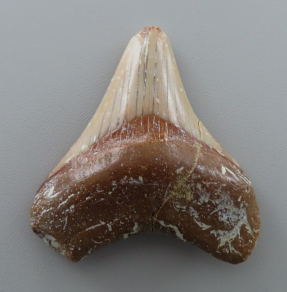 Otodus (Carcharocles) megalodon