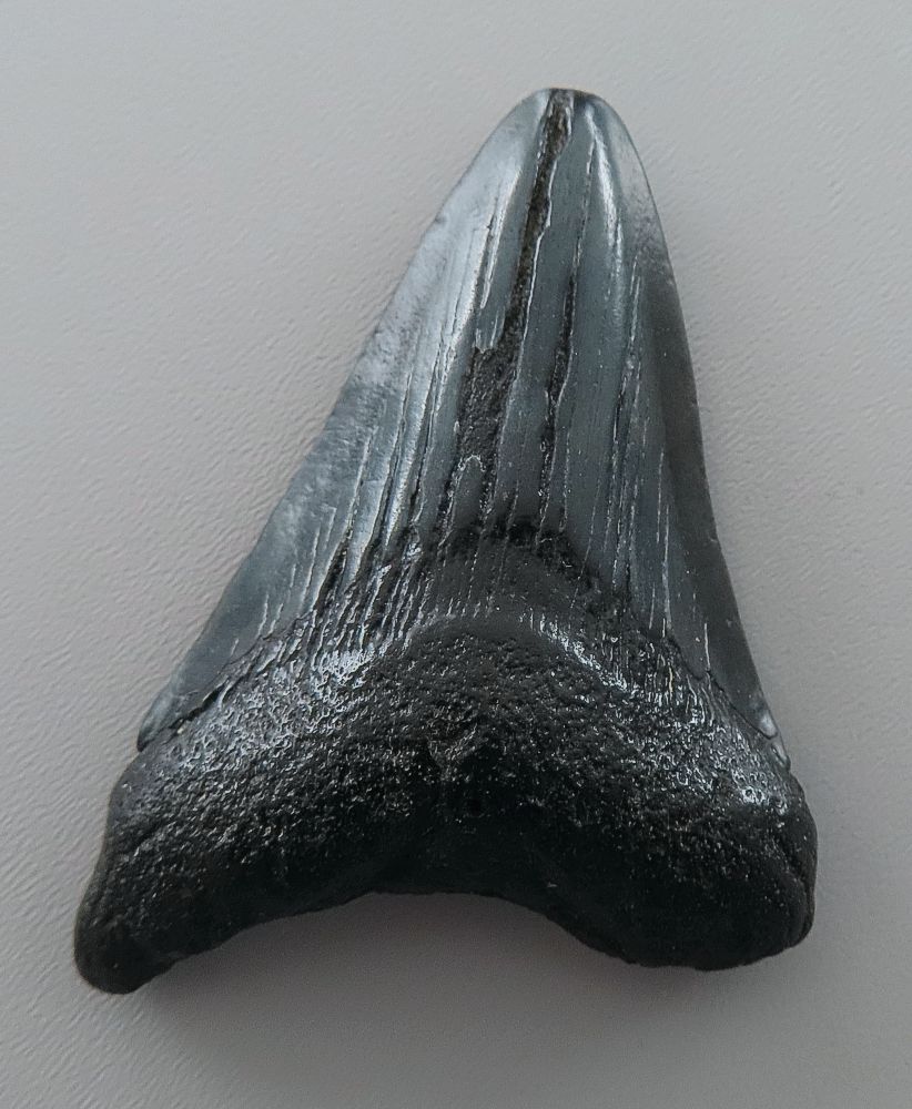Otodus (Carcharocles) megalodon