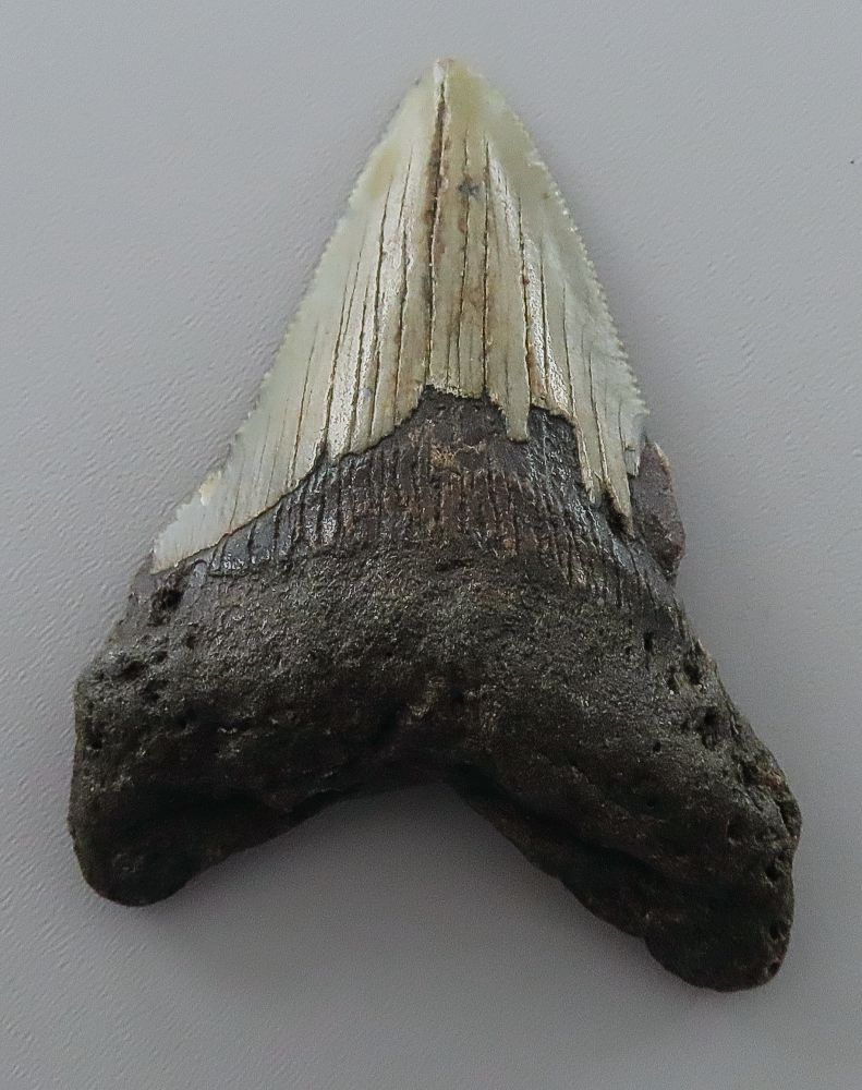 Otodus (Carcharocles) megalodon