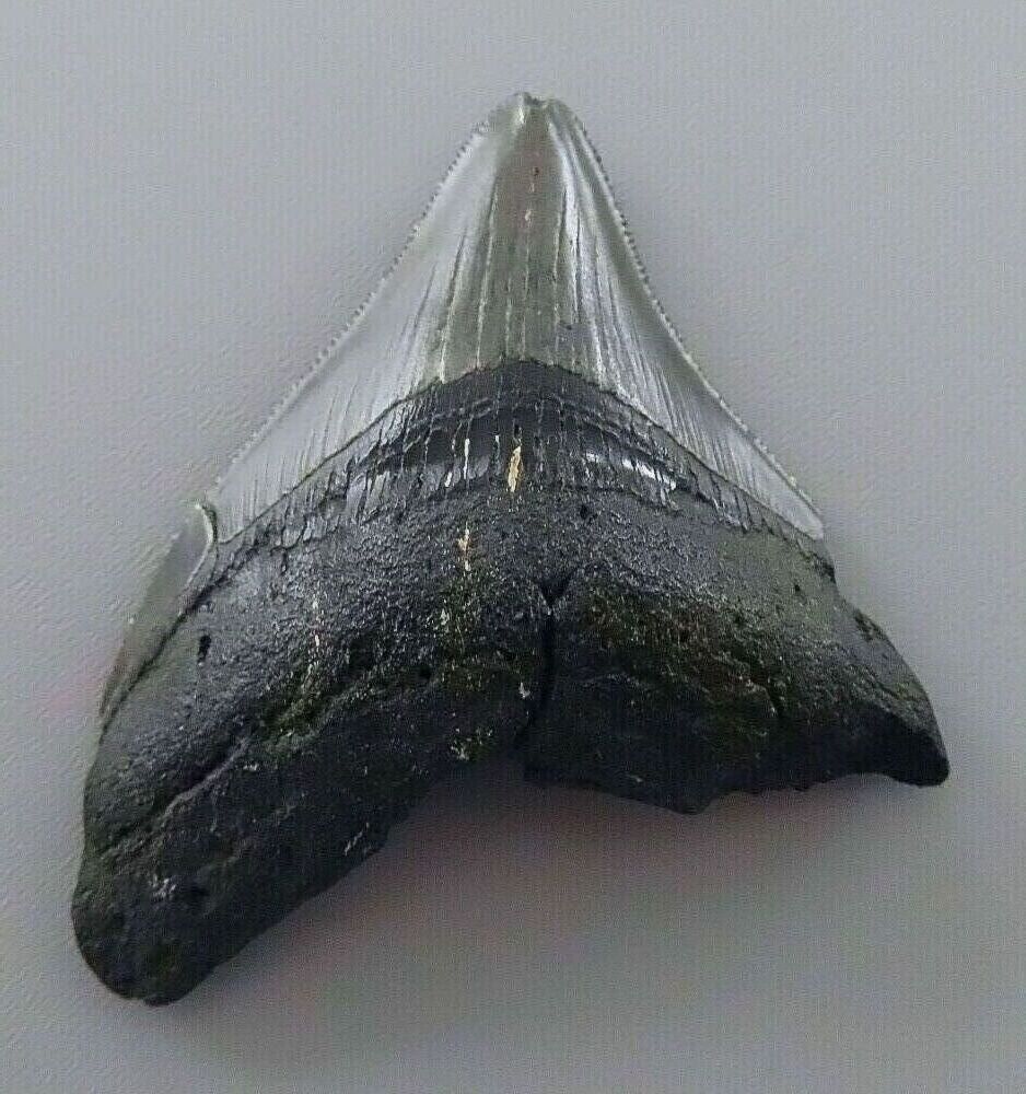 Otodus (Carcharocles) megalodon