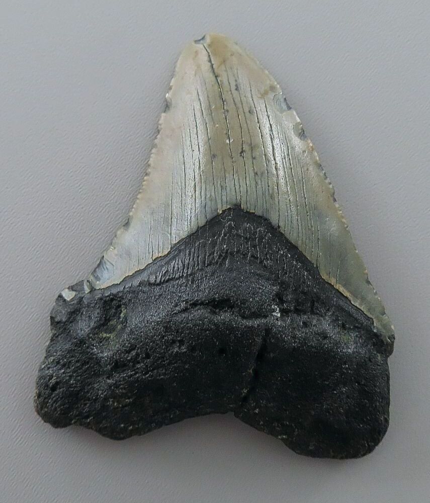 Otodus (Carcharocles) megalodon