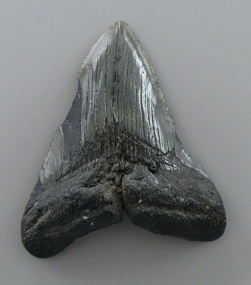 Otodus (Carcharocles) megalodon