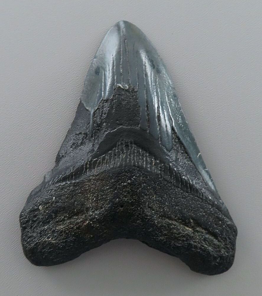 Otodus (Carcharocles) megalodon