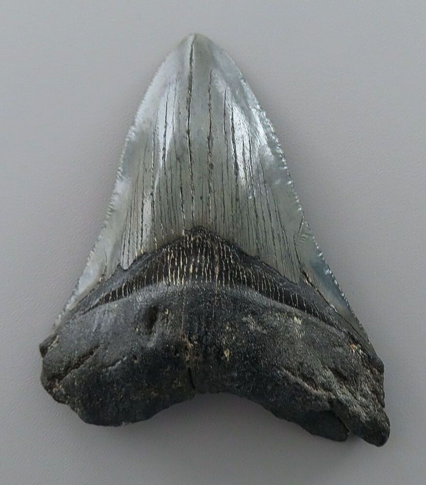 Otodus (Carcharocles) megalodon