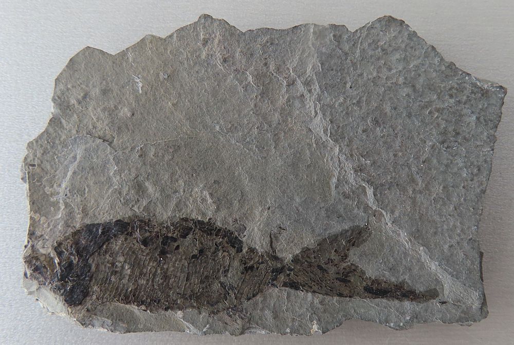 Paramblypterus vratislaviensis 