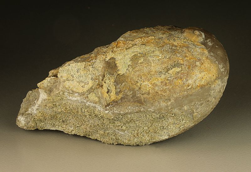 Platyceras (Praenatica) gregarium (Barrande in Perner 1903)