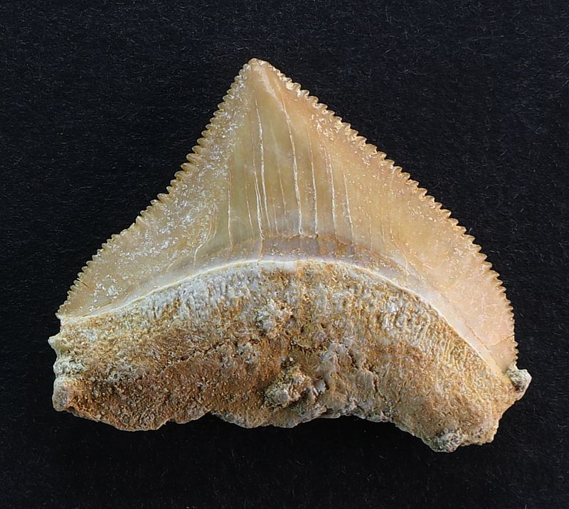 Squalicorax (Corax) kaupi (Agassiz, 1843)