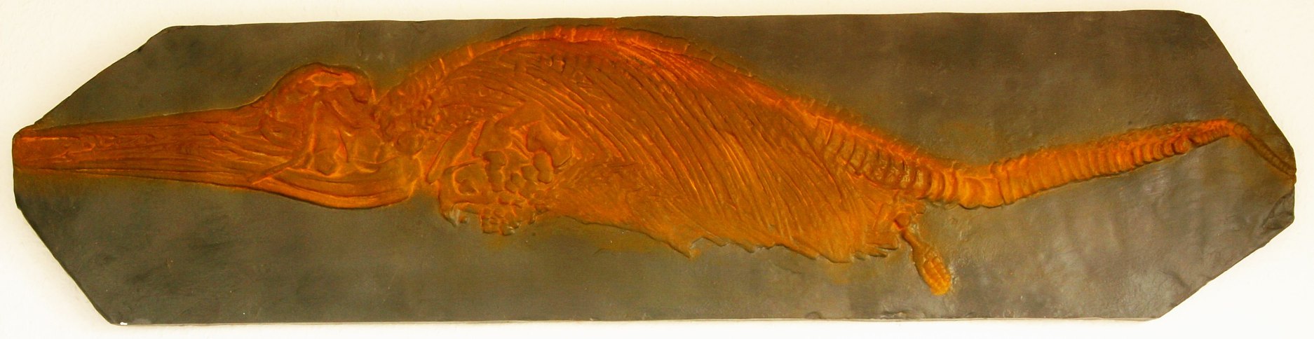 Stenopterygius quadriscissus (Abguss)