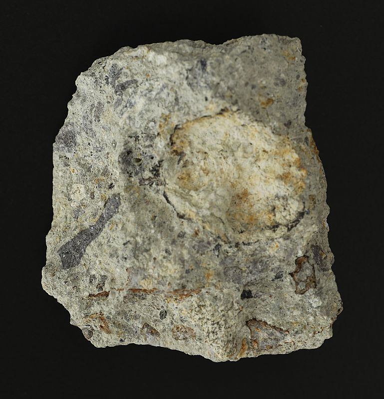 Sequivite Suevit